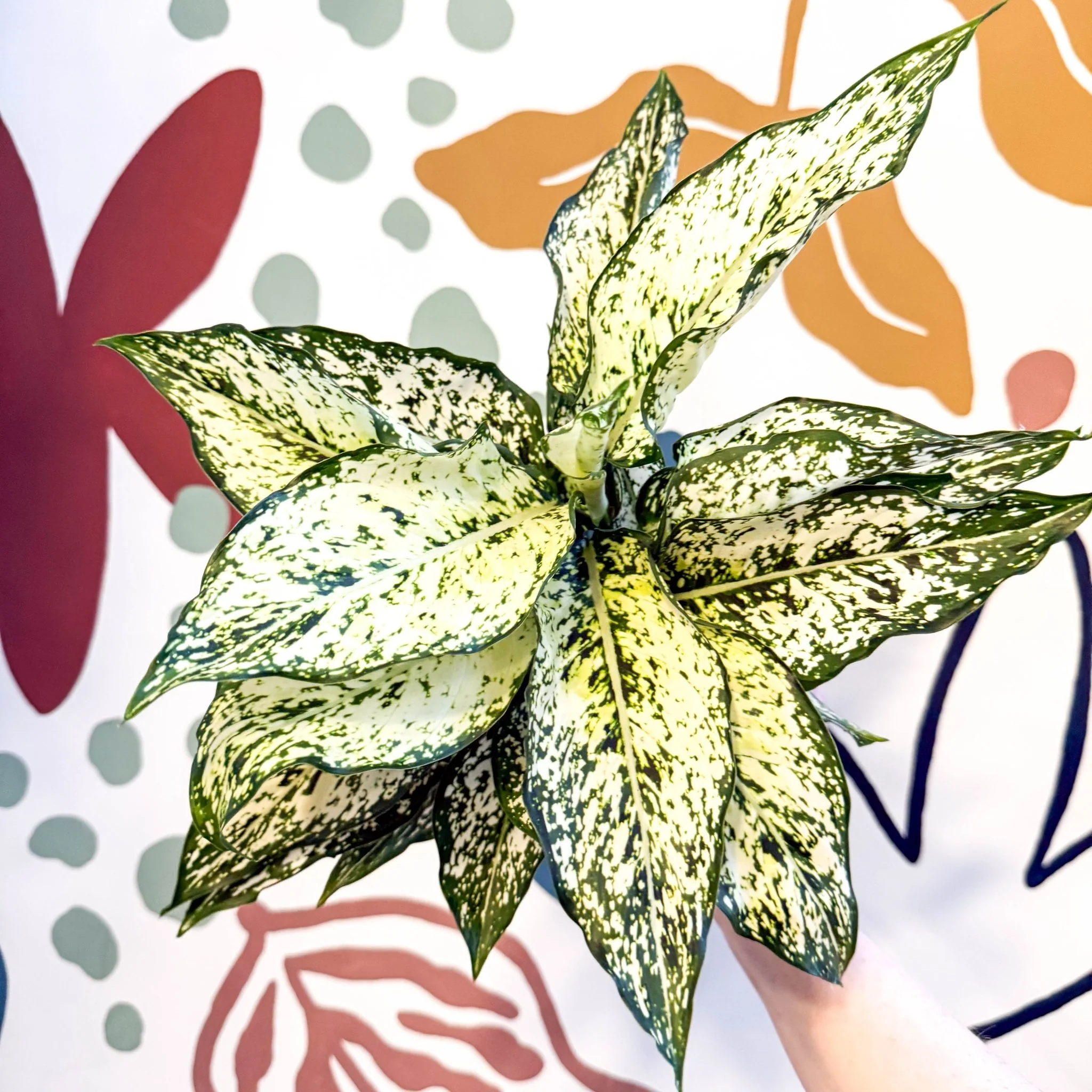 Thumbnail 11