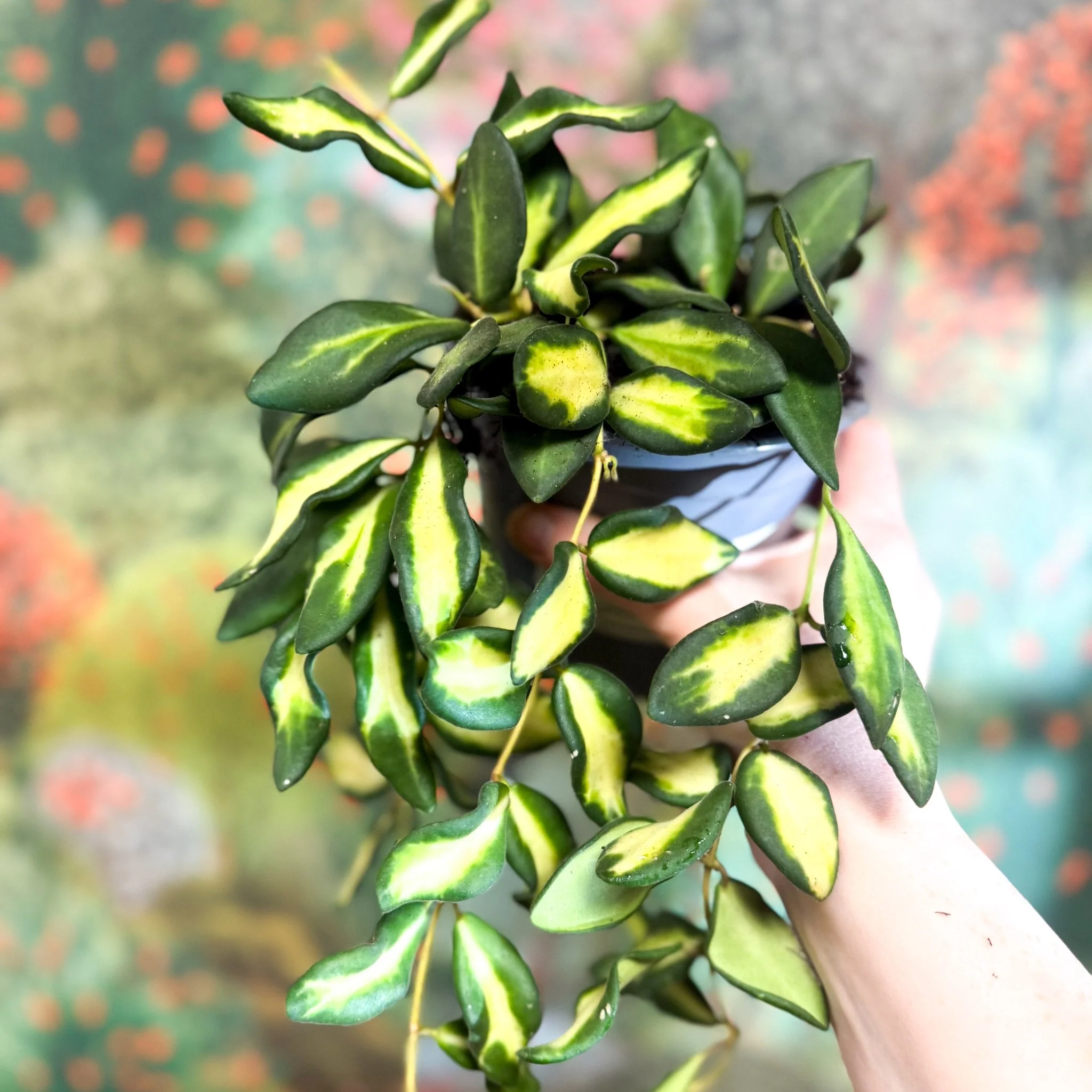 Thumbnail 12