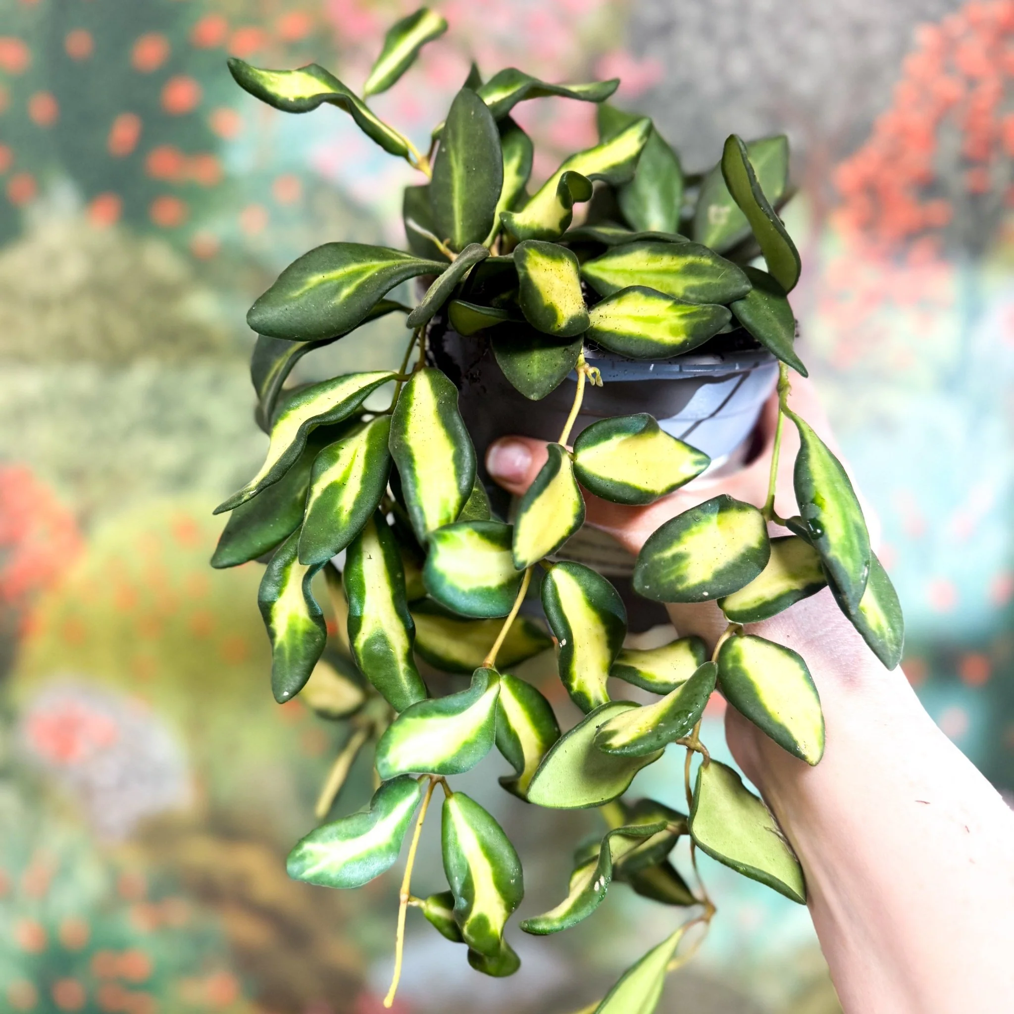 Thumbnail 13