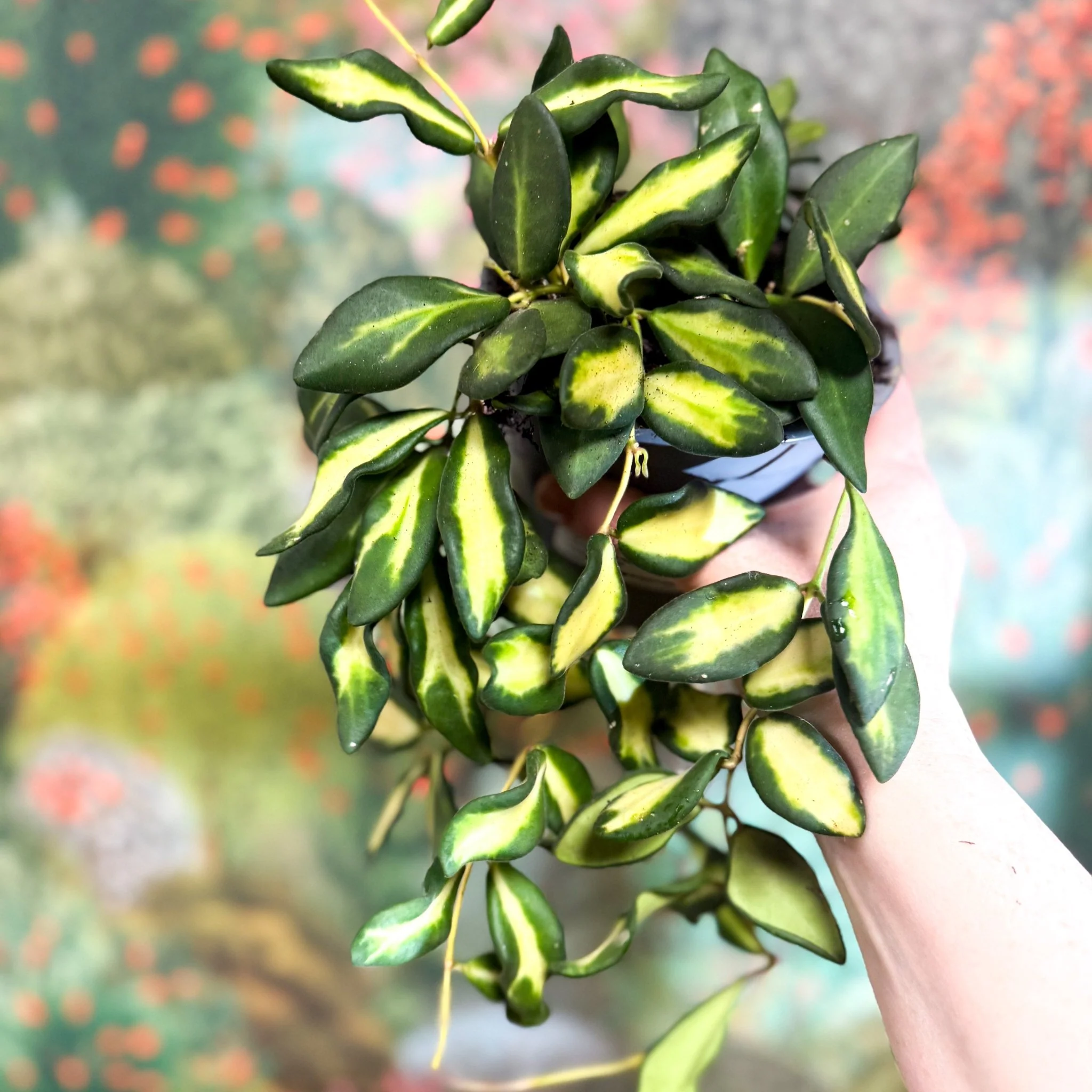 Thumbnail 14