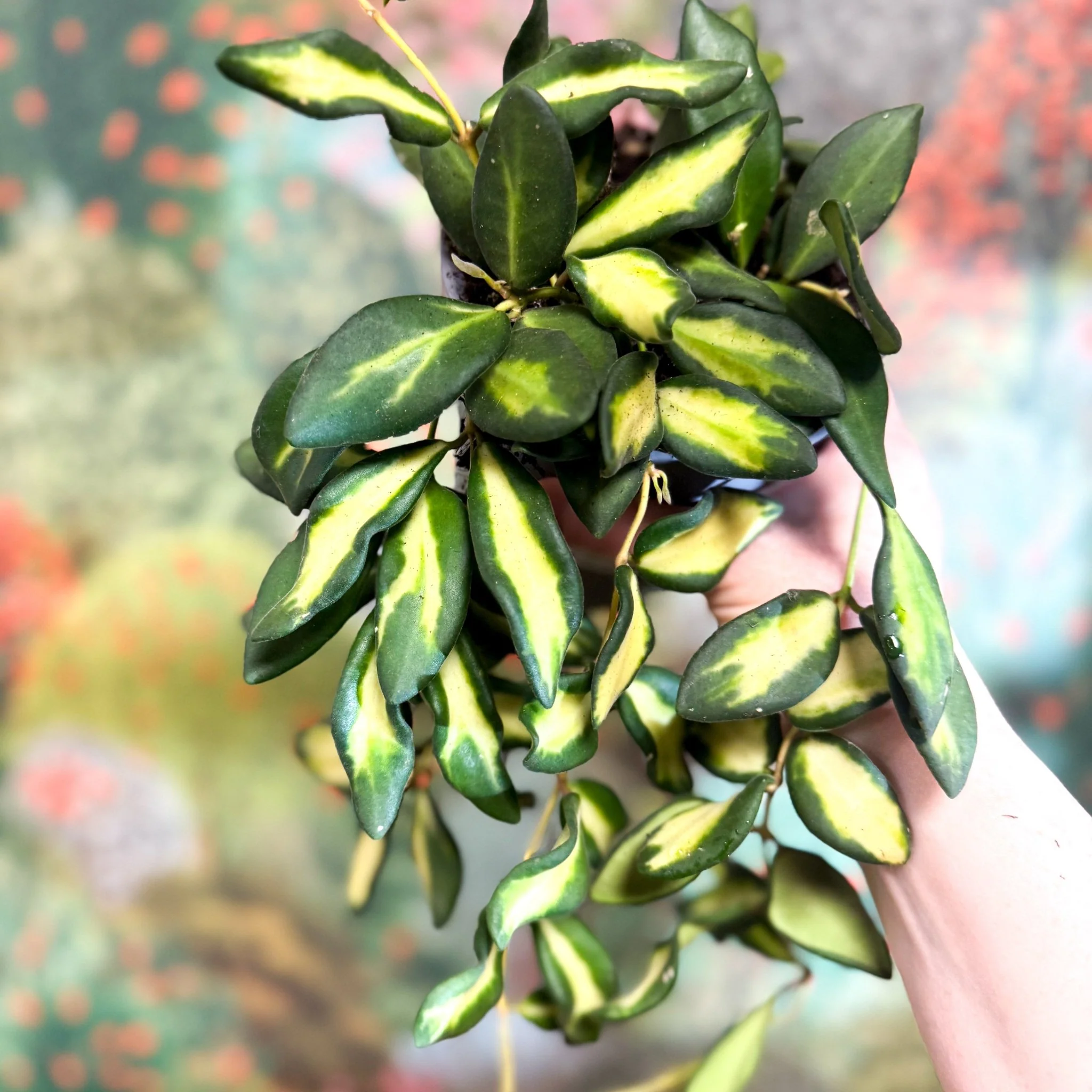 Thumbnail 15