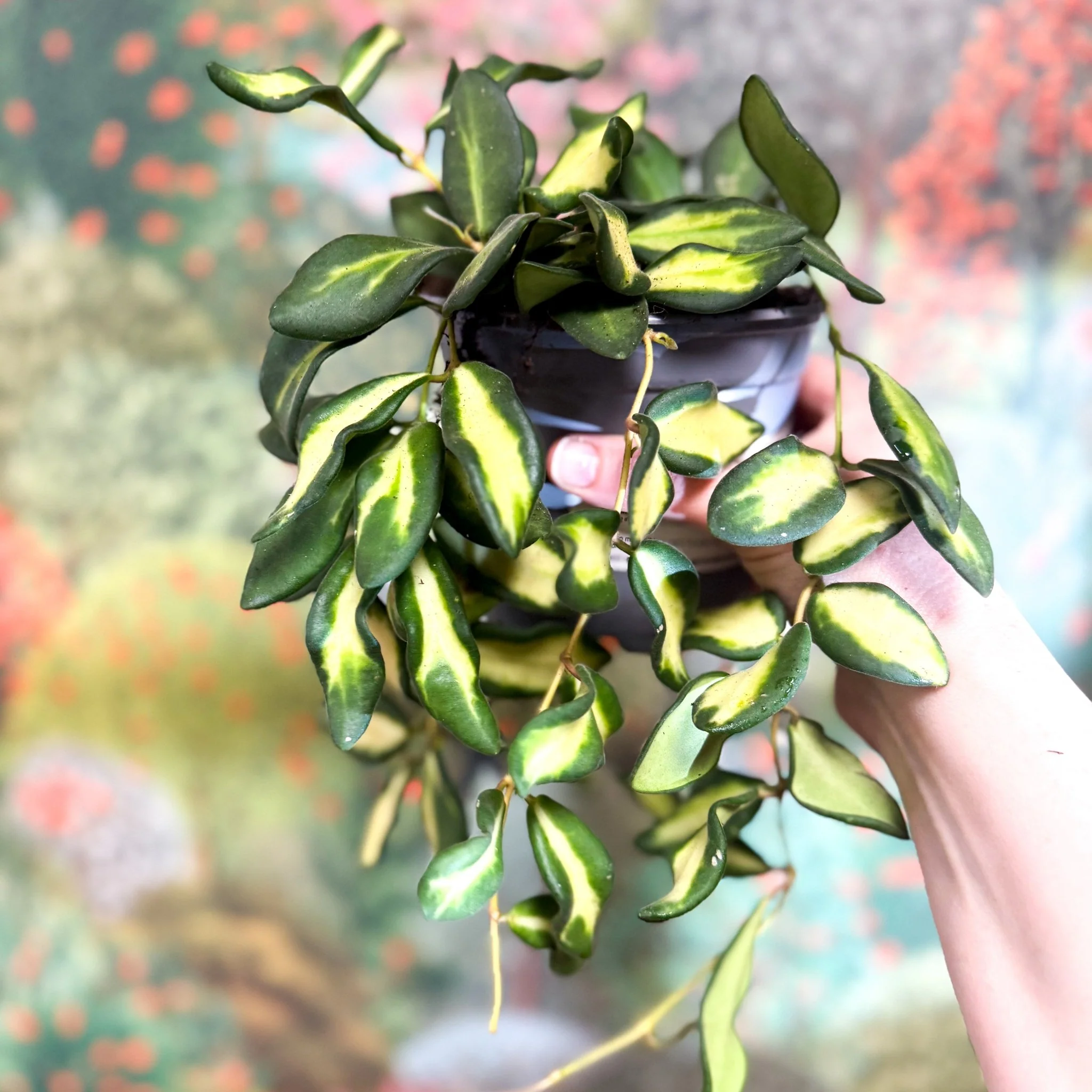 Thumbnail 18