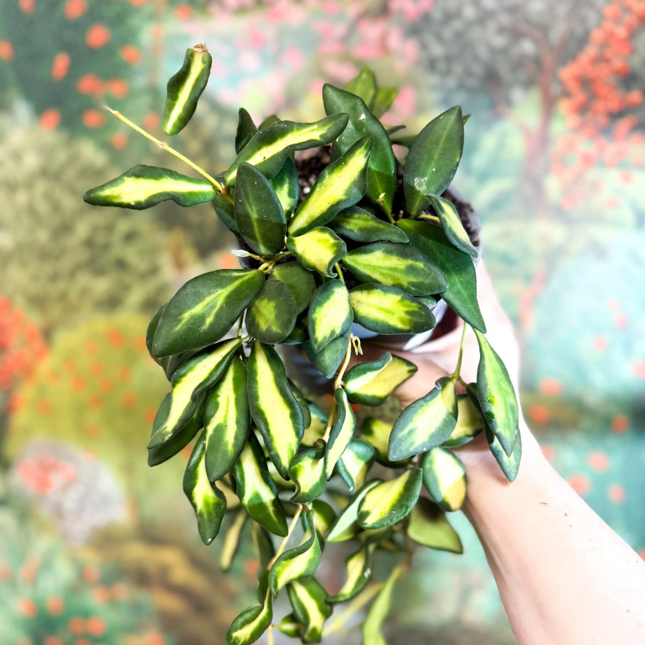 Thumbnail 7