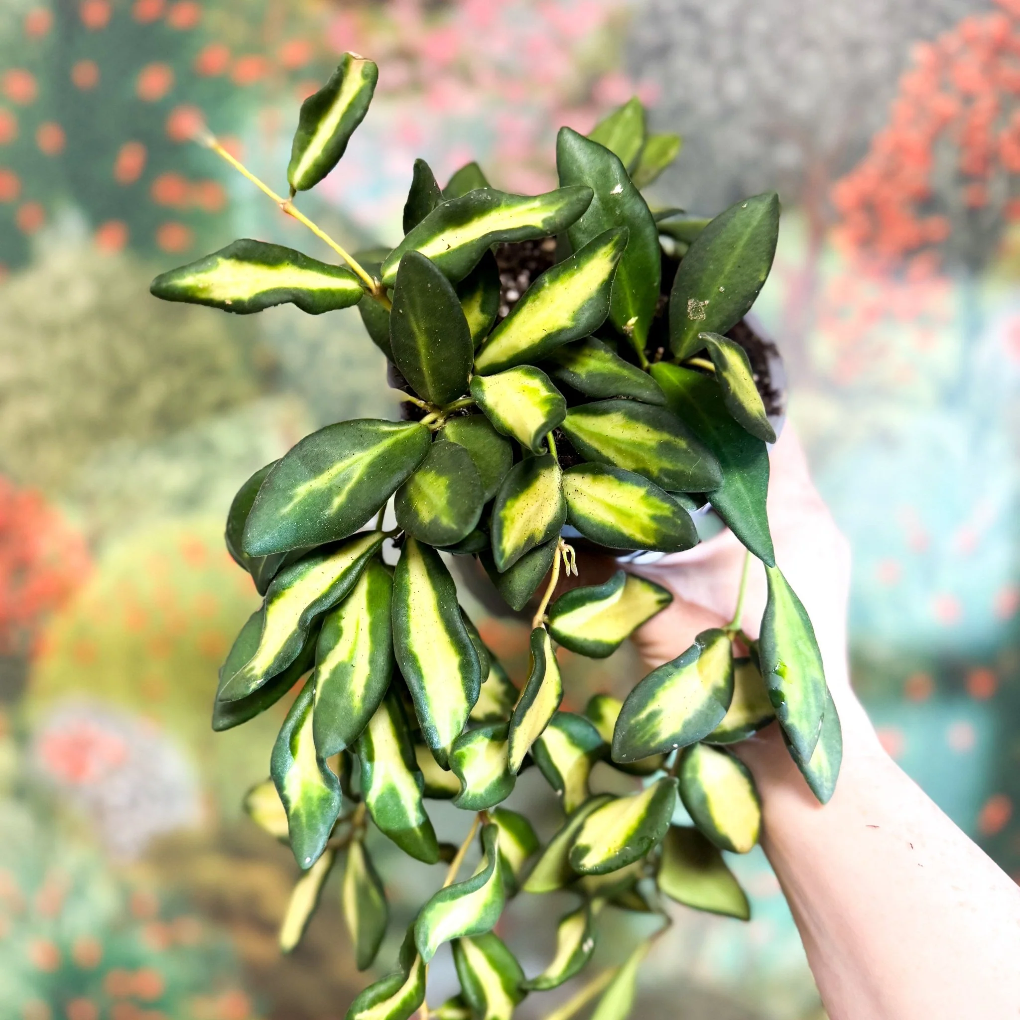 Thumbnail 8