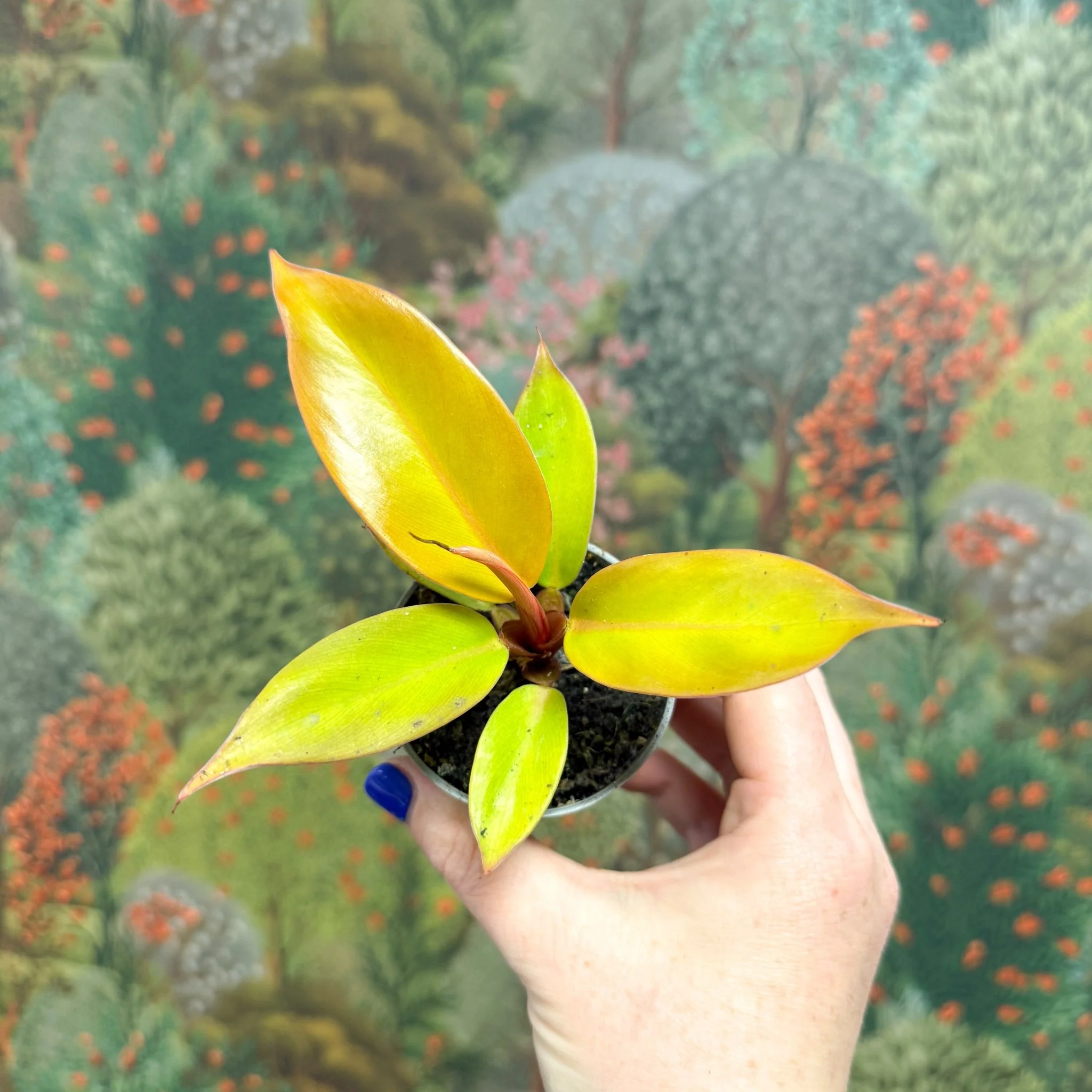 Most Popular Plants