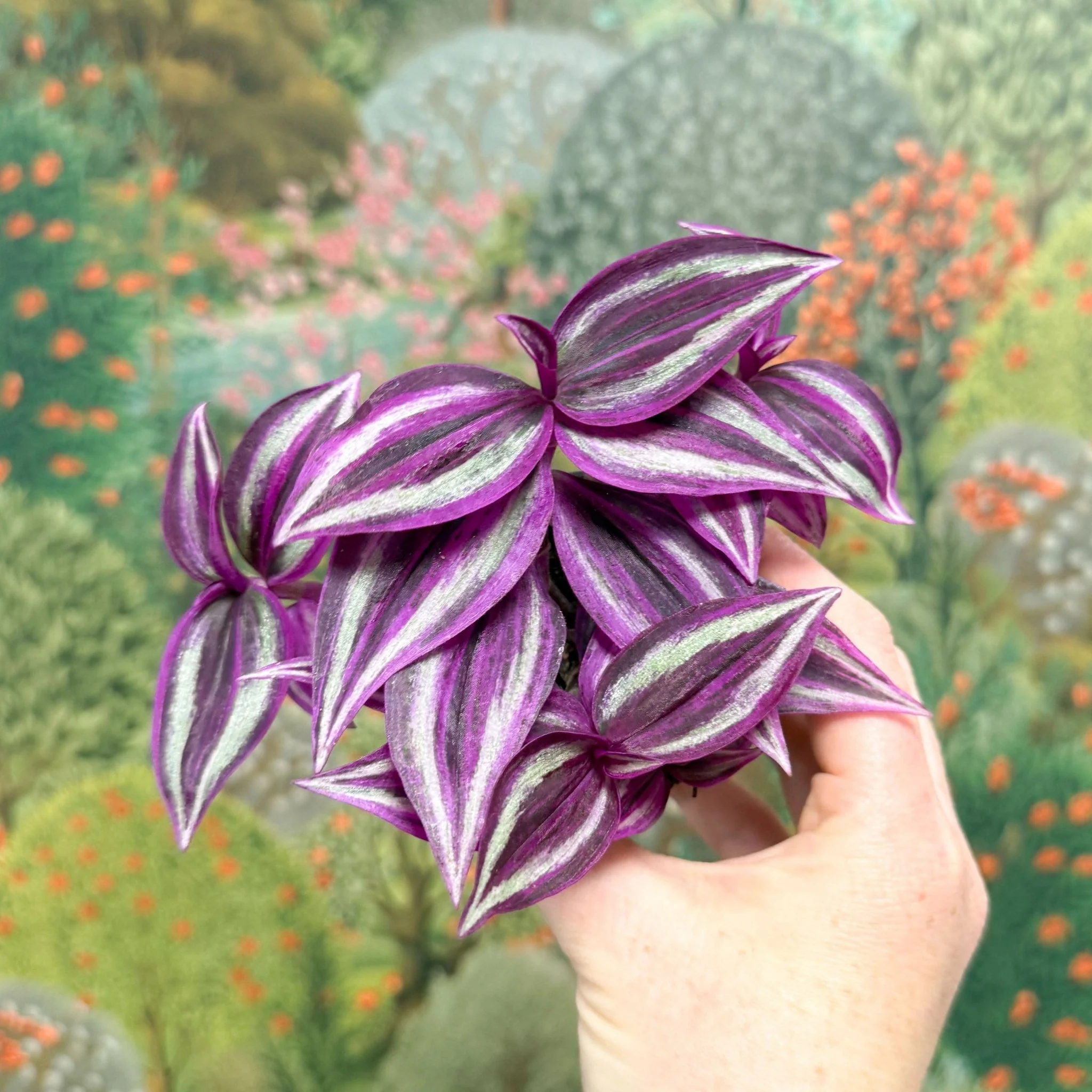 Plant New Arrivals